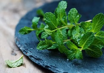 liście mięty